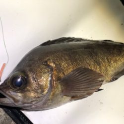 メバリング 良型狙い撃ち