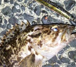 シーバス行ったらムラソイも釣れた!