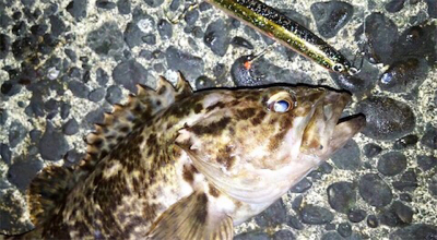 シーバス行ったらムラソイも釣れた!