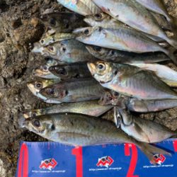 津久見市 地磯フカセチヌ