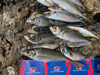 津久見市 地磯フカセチヌ