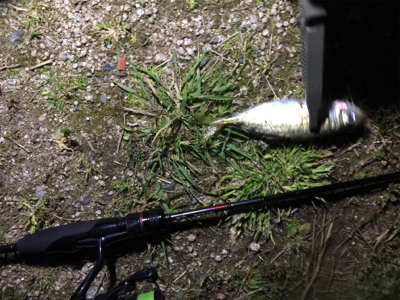 アジングゲーム