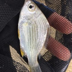 石垣 ライトゲーム！