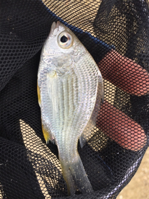 石垣 ライトゲーム！