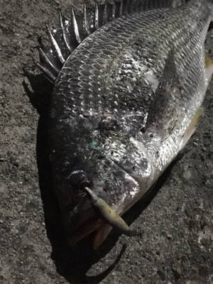 ど干潮のキビレ