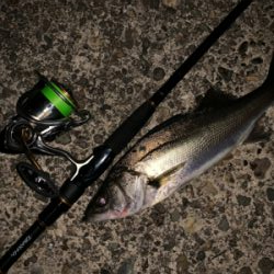 秋田港ナイトシーバス