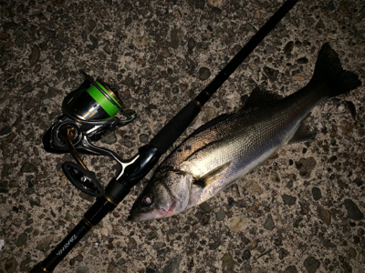 秋田港ナイトシーバス