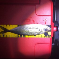 久しぶりのアジング