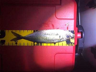 久しぶりのアジング