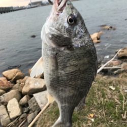 黄チニング上達しました