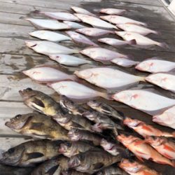 SFC プライベートボートで仙台湾五目釣り