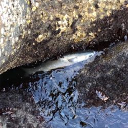 逃げのメバリング