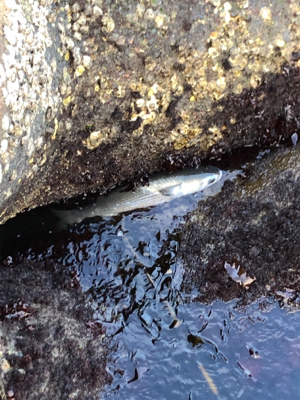 逃げのメバリング