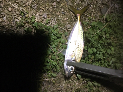 いつも通りアジング