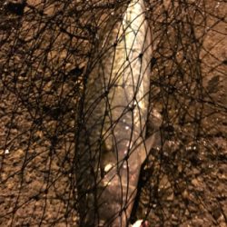 シーバスが釣りたい