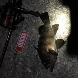 下げ止まり1時間釣行