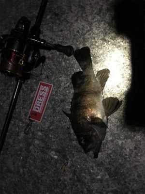 下げ止まり1時間釣行