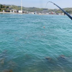 前島 地磯 チヌフカセ