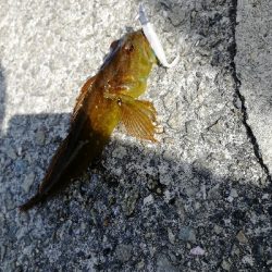 久しぶりのデイゲーム♪