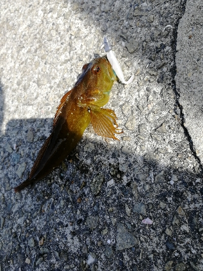 久しぶりのデイゲーム♪