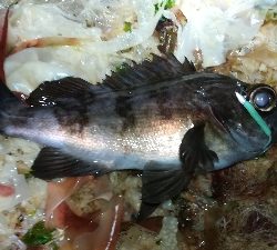 ナイトメバリング