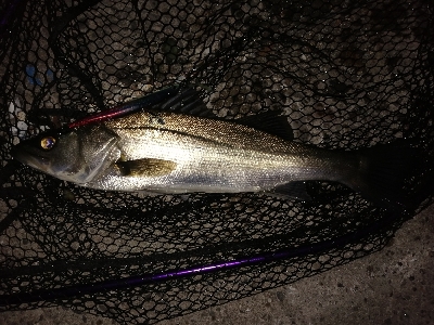 お昼はボラ〜夜はバチ抜け