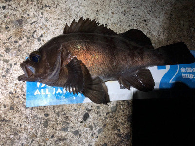 大潮メバメバMAXナイト