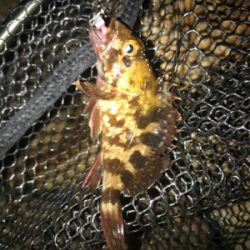 ミニガシラ祭り(^｡^)