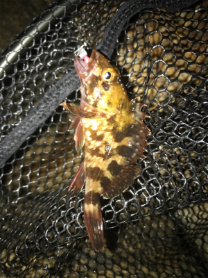 ミニガシラ祭り(^｡^)