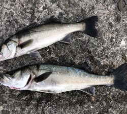 マイワシパターン