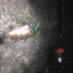 プラッキングボラ