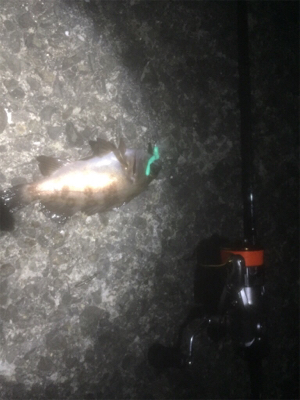 プラッキングボラ