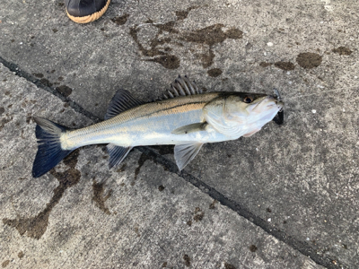 にこつぶシーバス 。