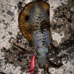 春イカを求めて