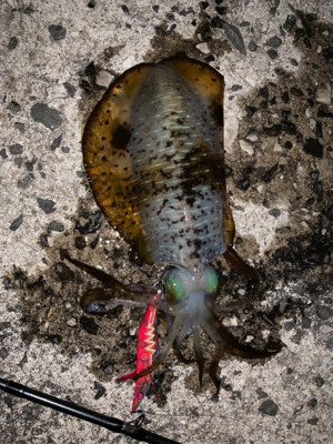 春イカを求めて