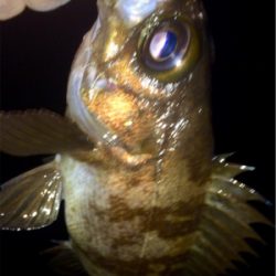 メバリンガー1835〜1920