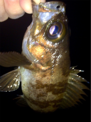 メバリンガー1835〜1920