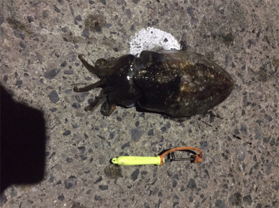 コウイカ釣行