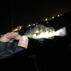 チビガシラに遊んでもらいました