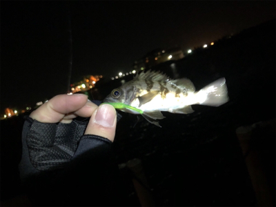 チビガシラに遊んでもらいました