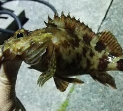 2019年4月19日釣行in岐志漁港