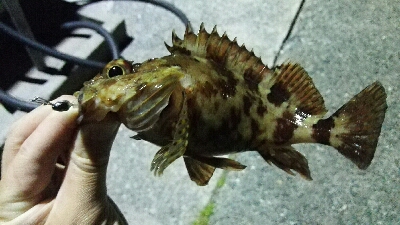 2019年4月19日釣行in岐志漁港