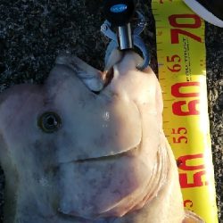 波止場のモンスターハント!