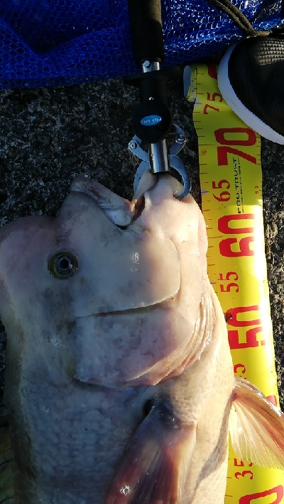 波止場のモンスターハント!