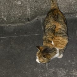 今日のニャンコ