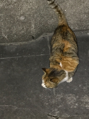 今日のニャンコ