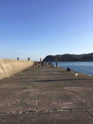 加太でアジ、マイワシ！入れ食い！