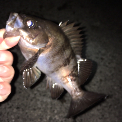 満月メバリング