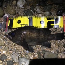 淡路島メバリング