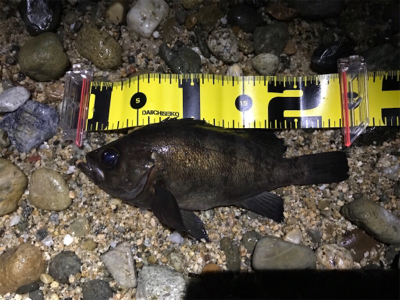 淡路島メバリング